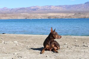 Lake Tahoe’s Dog-Friendly Parks and Beaches