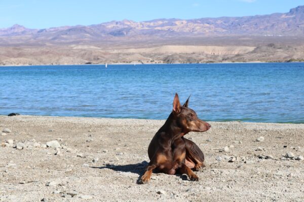lake tahoe dog friendly parks